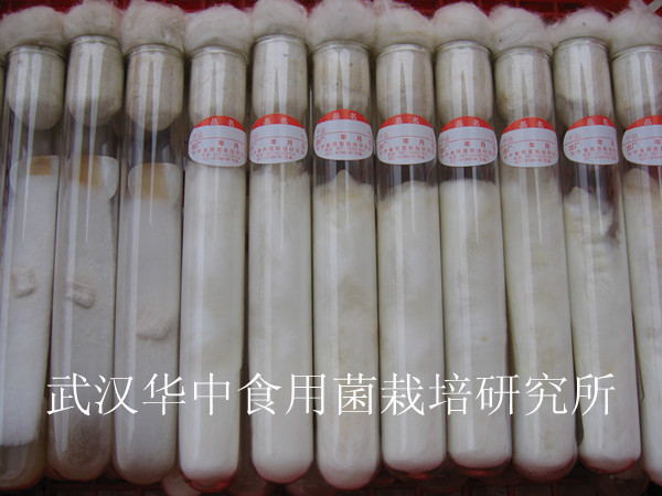 一级母种_看图王.jpg