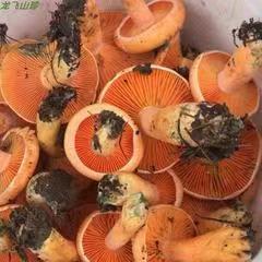 野生松菌.jpg
