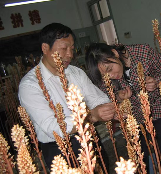 天麻杂交育种.jpg